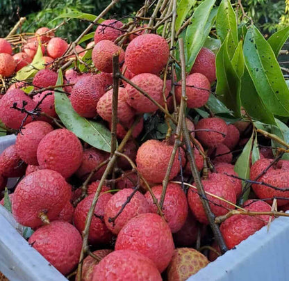 Kaimana Lychee Seeds