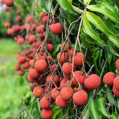 Kaimana Lychee Seeds