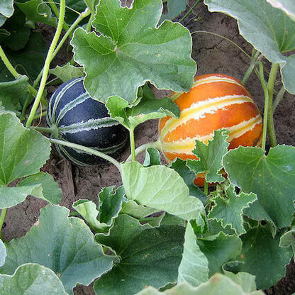 Kajari Melon Seeds 