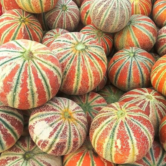 Kajari Melon Seeds 