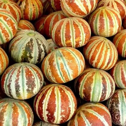 Kajari Melon Seeds 