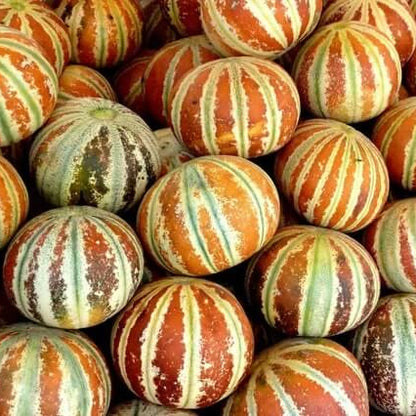Kajari Melon Seeds 