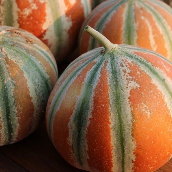 Kajari Melon Seeds 