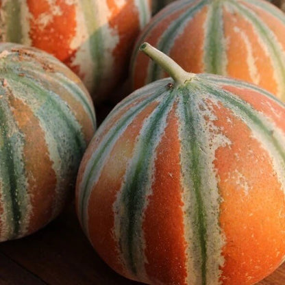Kajari Melon Seeds 
