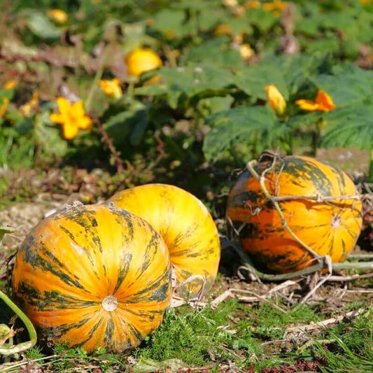Kakai Hull-Less Pumpkin Seeds