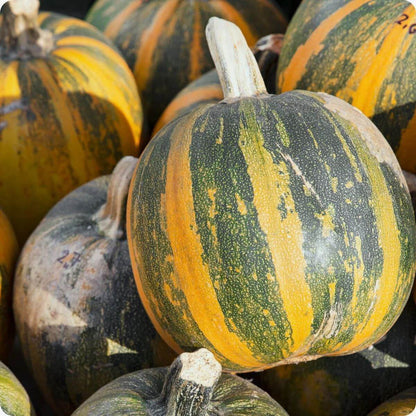 Kakai Pumpkin Seeds - Heirloom Vegetable Plant for Home Gardens