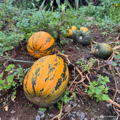 Kakai Pumpkin Seeds - Heirloom Vegetable Plant for Home Gardens