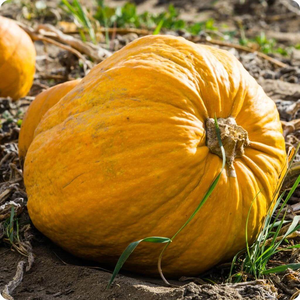 Kakai Pumpkin Seeds - Heirloom Vegetable Plant for Home Gardens