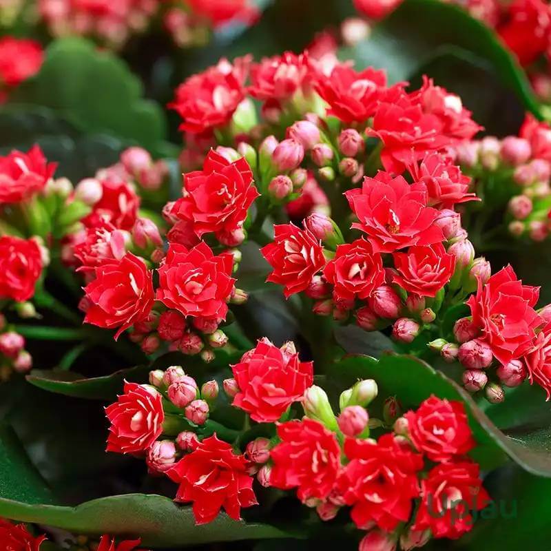 Kalanchoe Blossfeldiana Seeds - Heirloom Flower Plant for Home Gardens