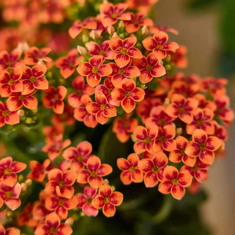 Kalanchoe Blossfeldiana Seeds - Heirloom Flower Plant for Home Gardens