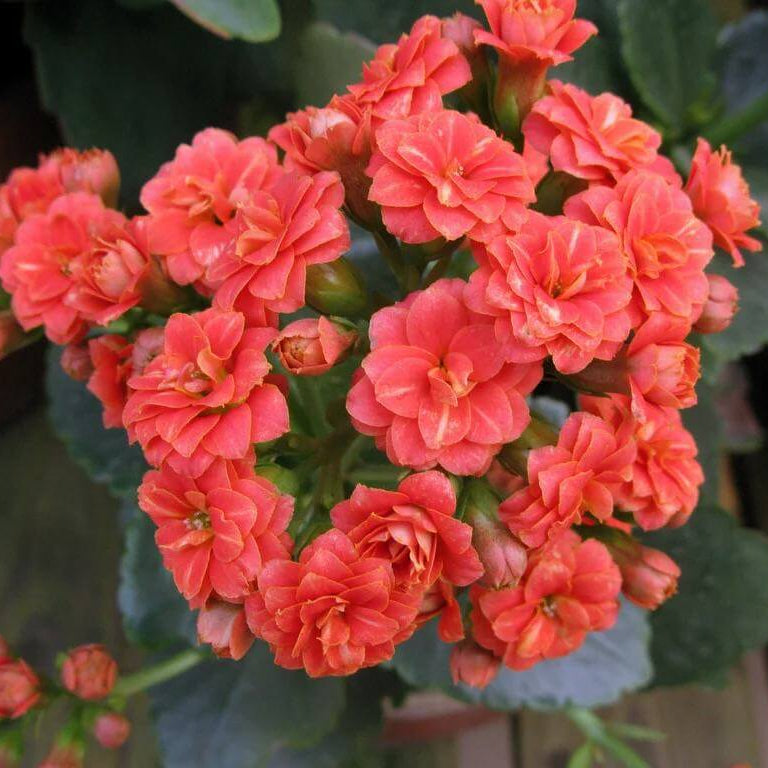 Kalanchoe Blossfeldiana Seeds - Heirloom Flower Plant for Home Gardens