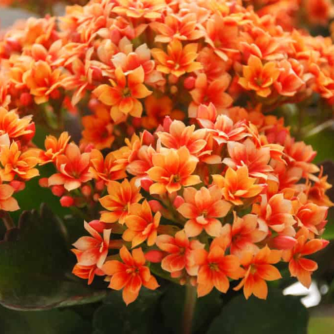 Kalanchoe Blossfeldiana Seeds - Heirloom Flower Plant for Home Gardens