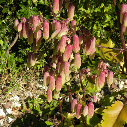 Kalanchoe Pinnata Seeds - Succulent Plant for Home Gardens