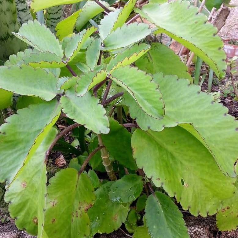 Kalanchoe Pinnata Seeds - Succulent Plant for Home Gardens
