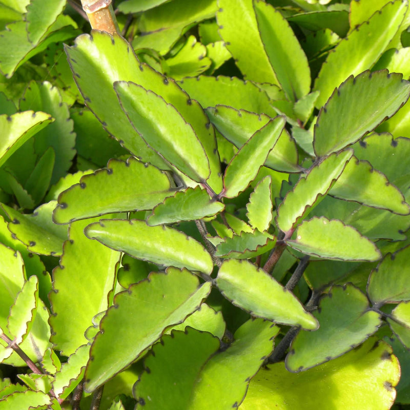 Kalanchoe Pinnata Seeds - Succulent Plant for Home Gardens