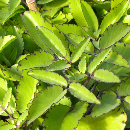 Kalanchoe Pinnata Seeds - Succulent Plant for Home Gardens