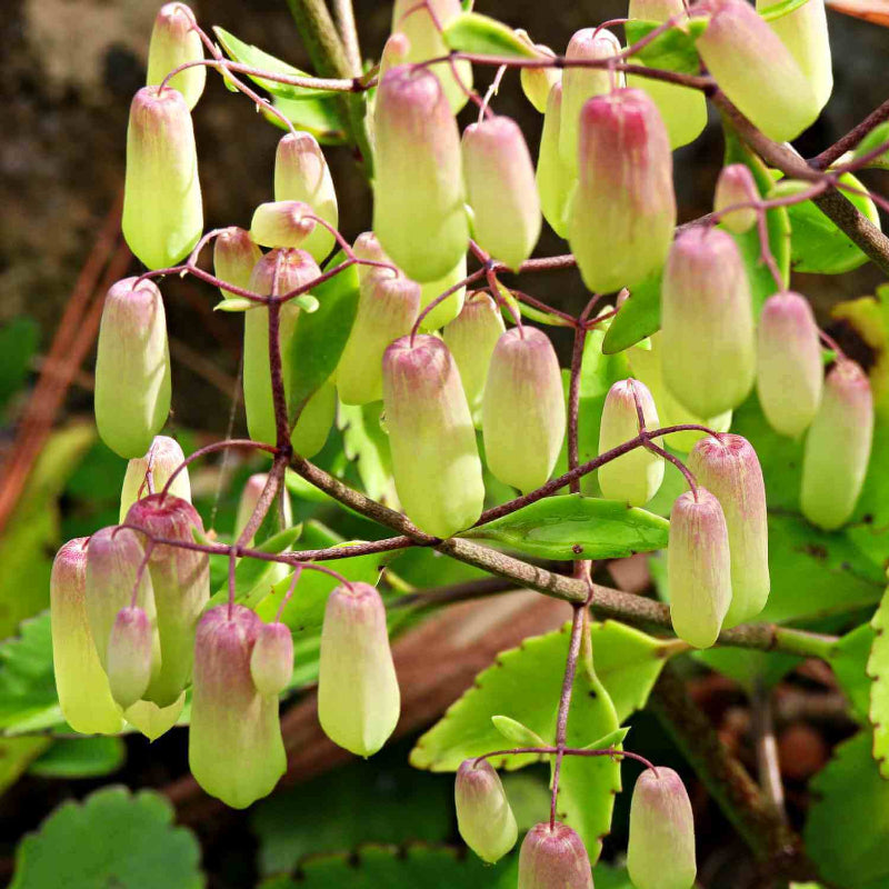 Kalanchoe Pinnata Seeds - Succulent Plant for Home Gardens