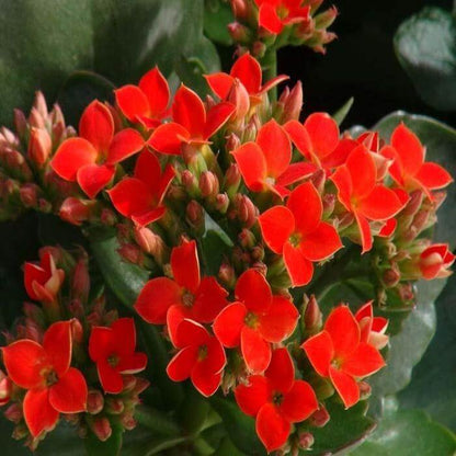 Kalanchoe Seeds - Flower Plant for Home Gardens