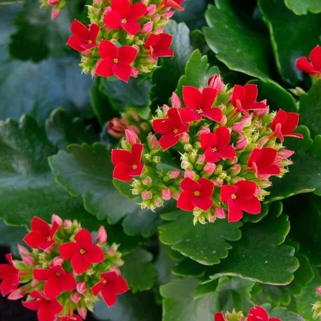 Kalanchoe Seeds - Flower Plant for Home Gardens