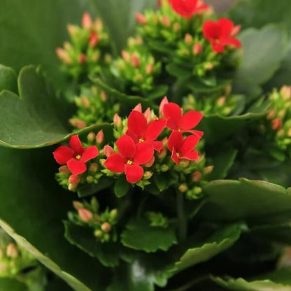 Kalanchoe Seeds - Flower Plant for Home Gardens