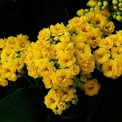 Kalanchoe seeds - All in one for home gardens