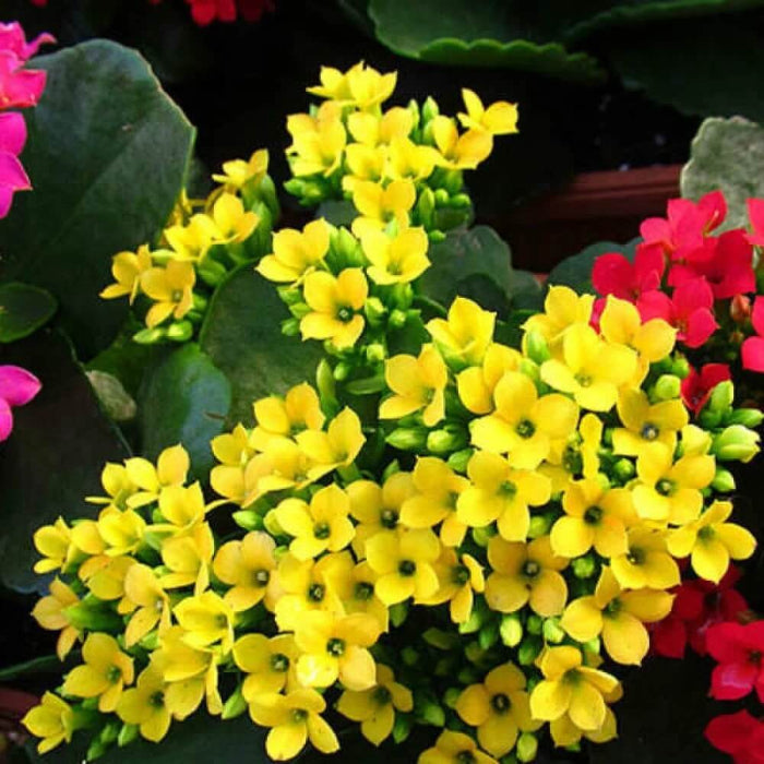 Kalanchoe seeds - All in one for home gardens