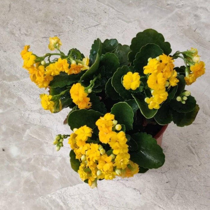 Kalanchoe seeds - Flower Plant