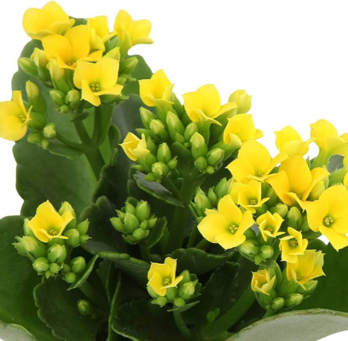 Kalanchoe seeds - Flower Plant