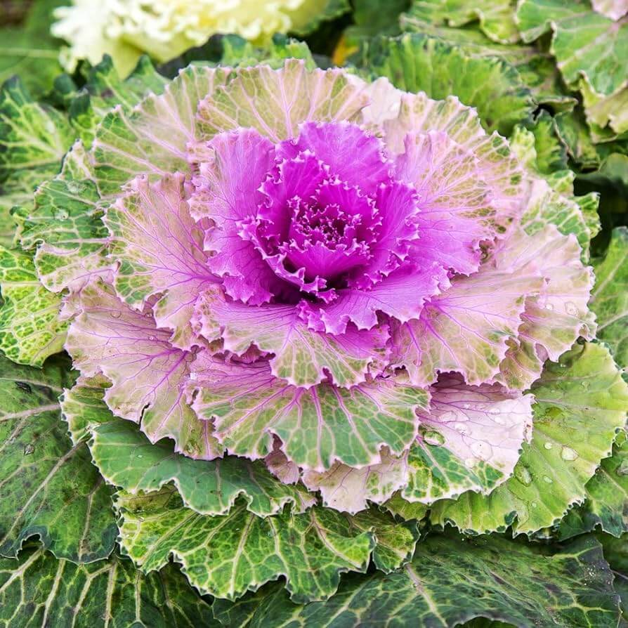 Kale Flower Seeds - Heirloom Flower Plant for Home Gardens