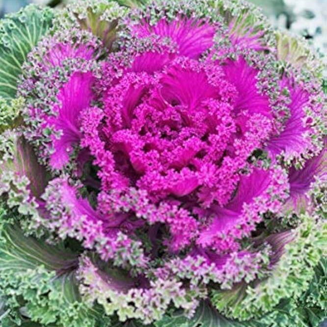 Kale Flower Seeds - Heirloom Flower Plant for Home Gardens