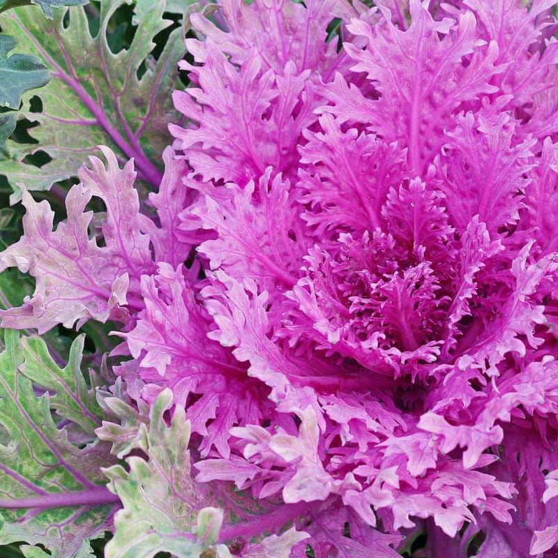 Kale Flower Seeds - Heirloom Flower Plant for Home Gardens