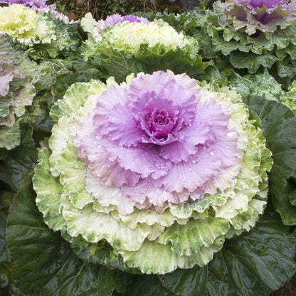 Kale Flower Seeds - Heirloom Flower Plant for Home Gardens