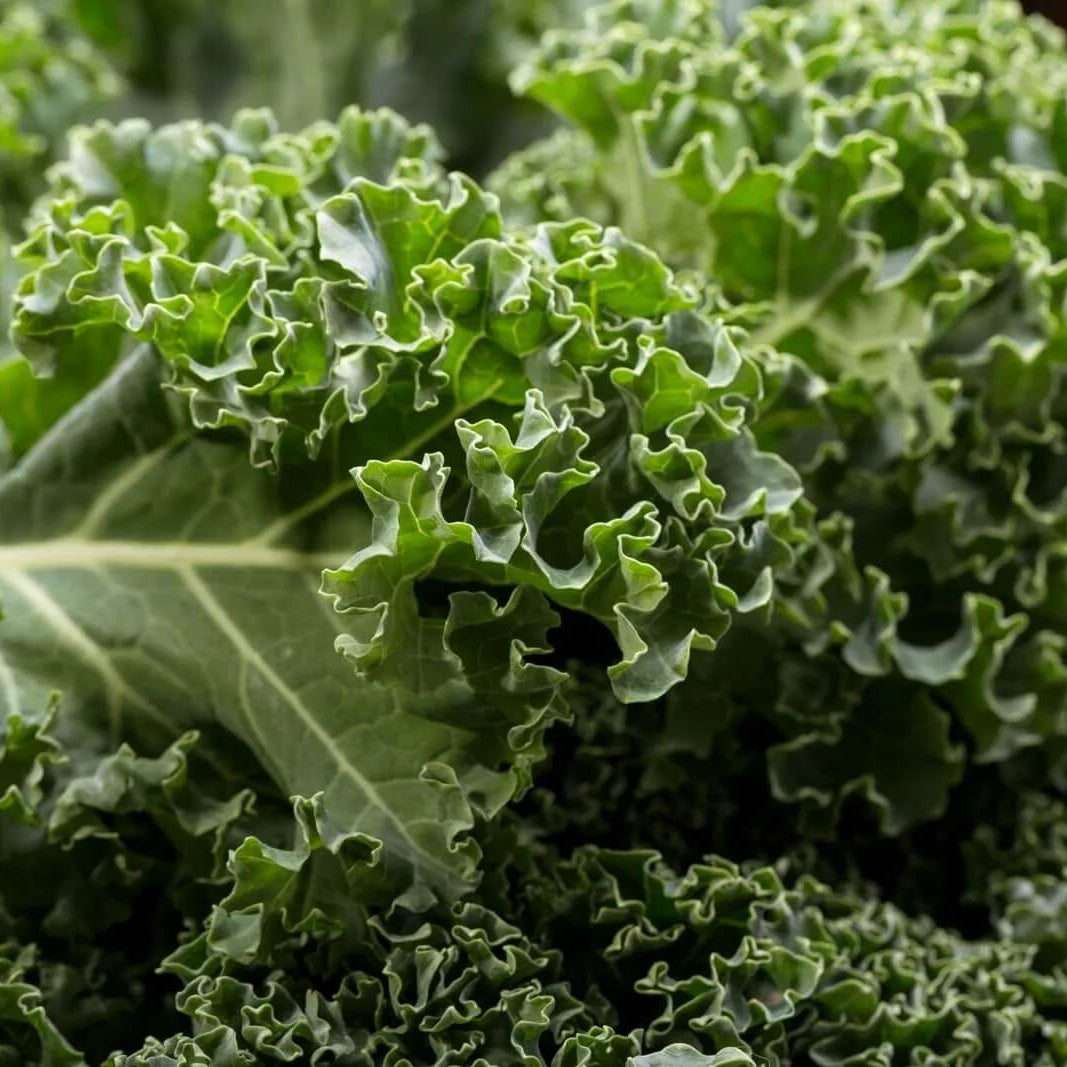 Kale Seeds