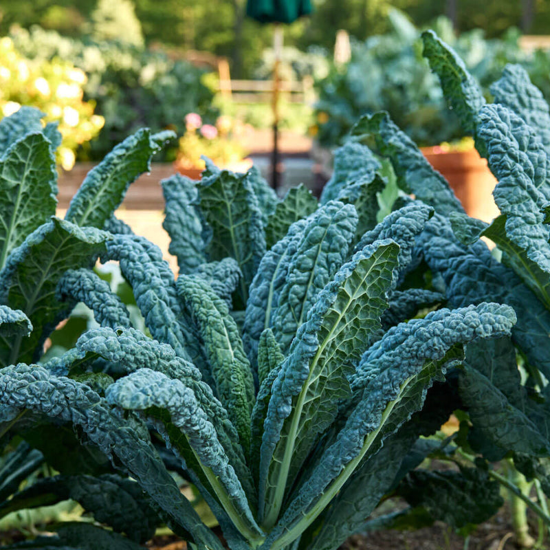 Kale Seeds