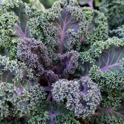 Kale Seeds