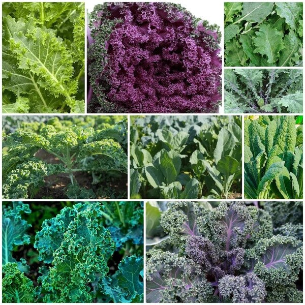 Kale Seeds - All In One For Home Gardens