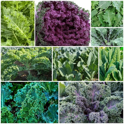 Kale Seeds - All In One For Home Gardens