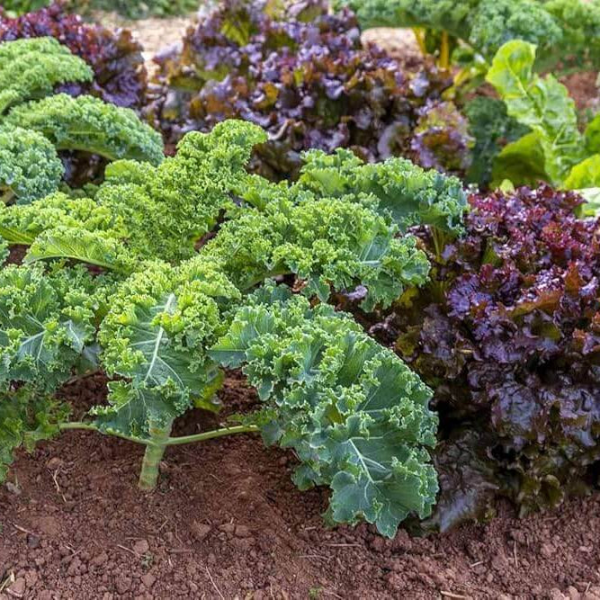 Kale Seeds - All In One For Home Gardens