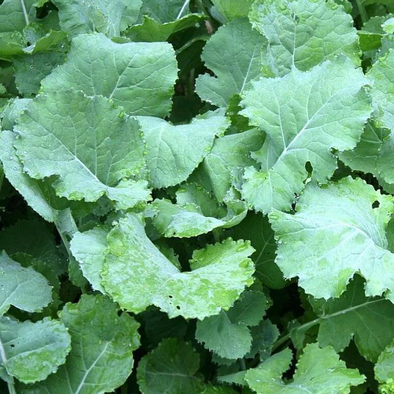 Kale seeds - Vegetable Plant