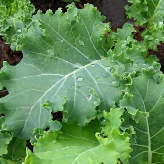 Kale seeds - Vegetable Plant