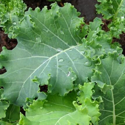 Kale seeds - Vegetable Plant