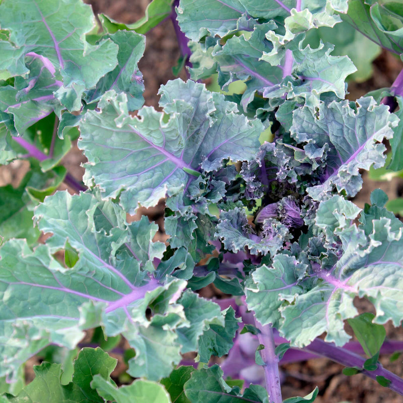 Kalette Seeds - Heirloom Vegetable Plant for Home Gardens