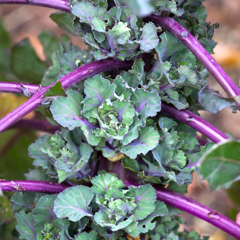 Kalette Seeds - Heirloom Vegetable Plant for Home Gardens