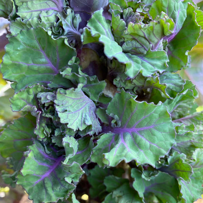 Kalette Seeds - Heirloom Vegetable Plant for Home Gardens