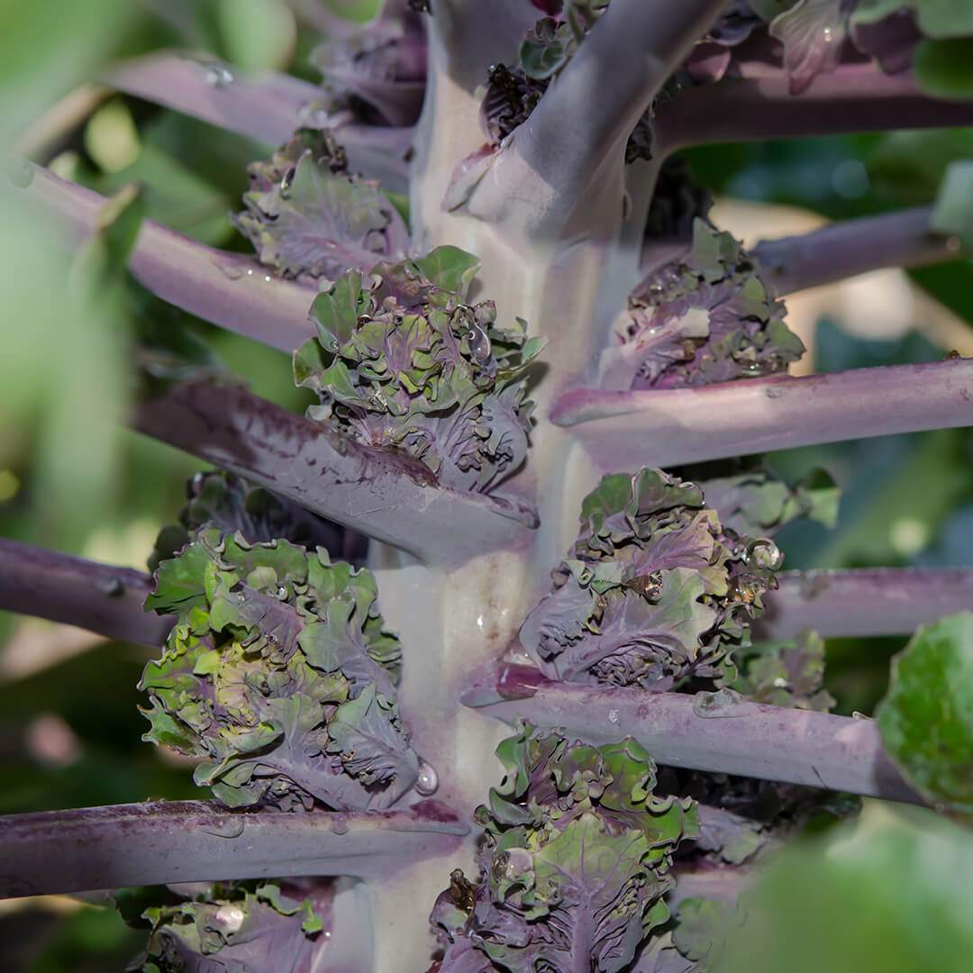 Kalette Seeds - Heirloom Vegetable Plant for Home Gardens