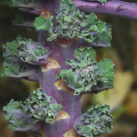 Kalettes Seeds