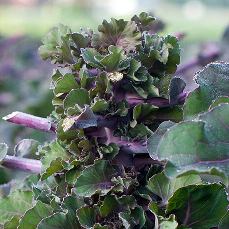 Kalettes Seeds