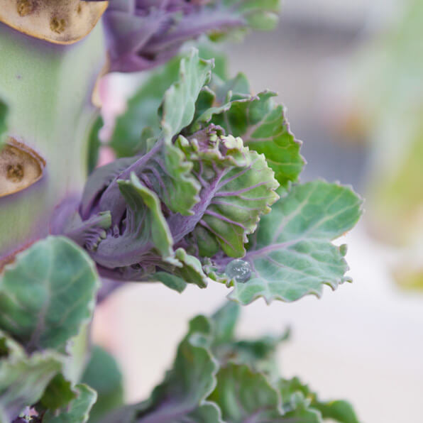 Kalettes Seeds