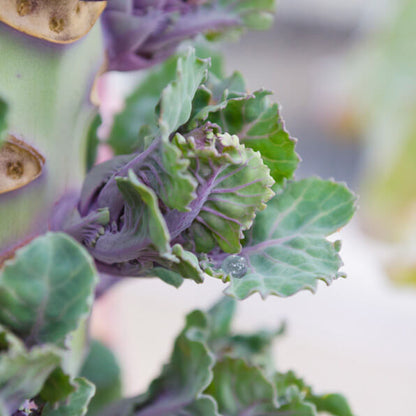 Kalettes Seeds