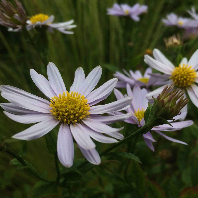 Kalimeris Indica Seeds - Heirloom Flower Plant for Home Gardens